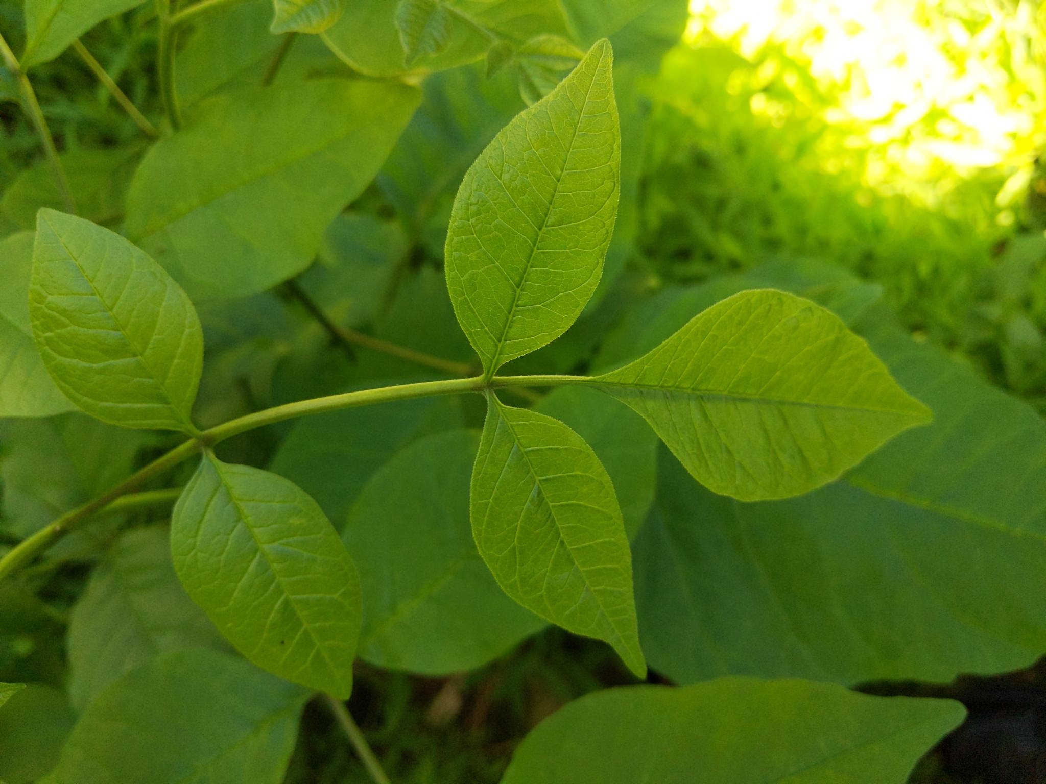 Fraxinus americana